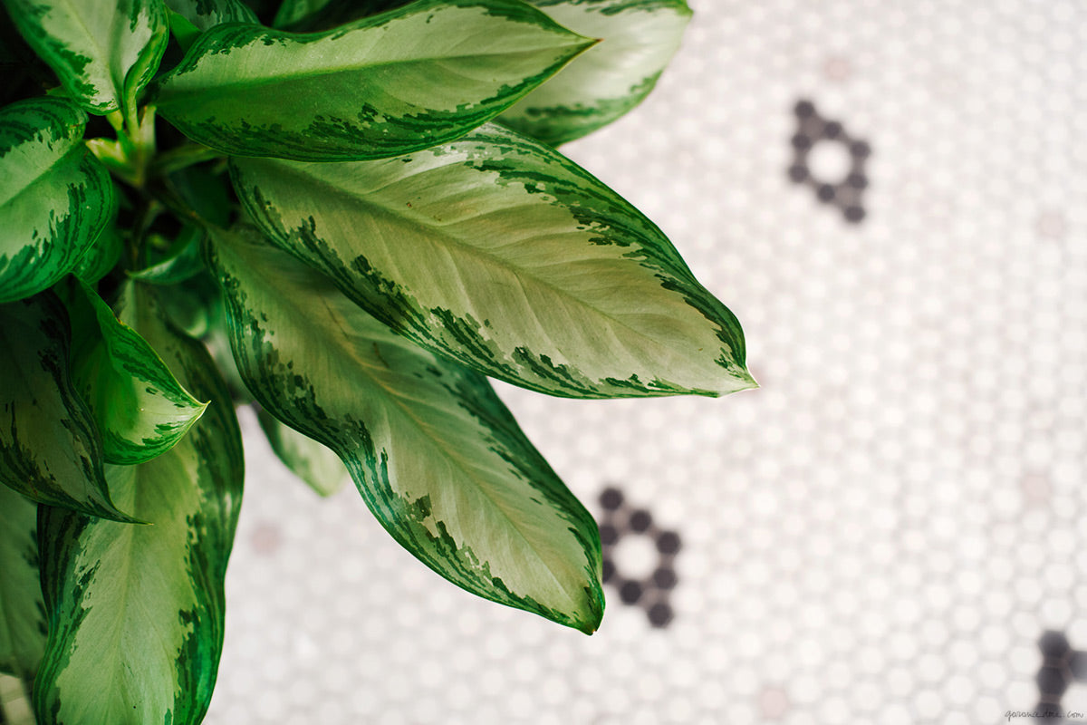 weekend-inspiration-no173_garance-dore