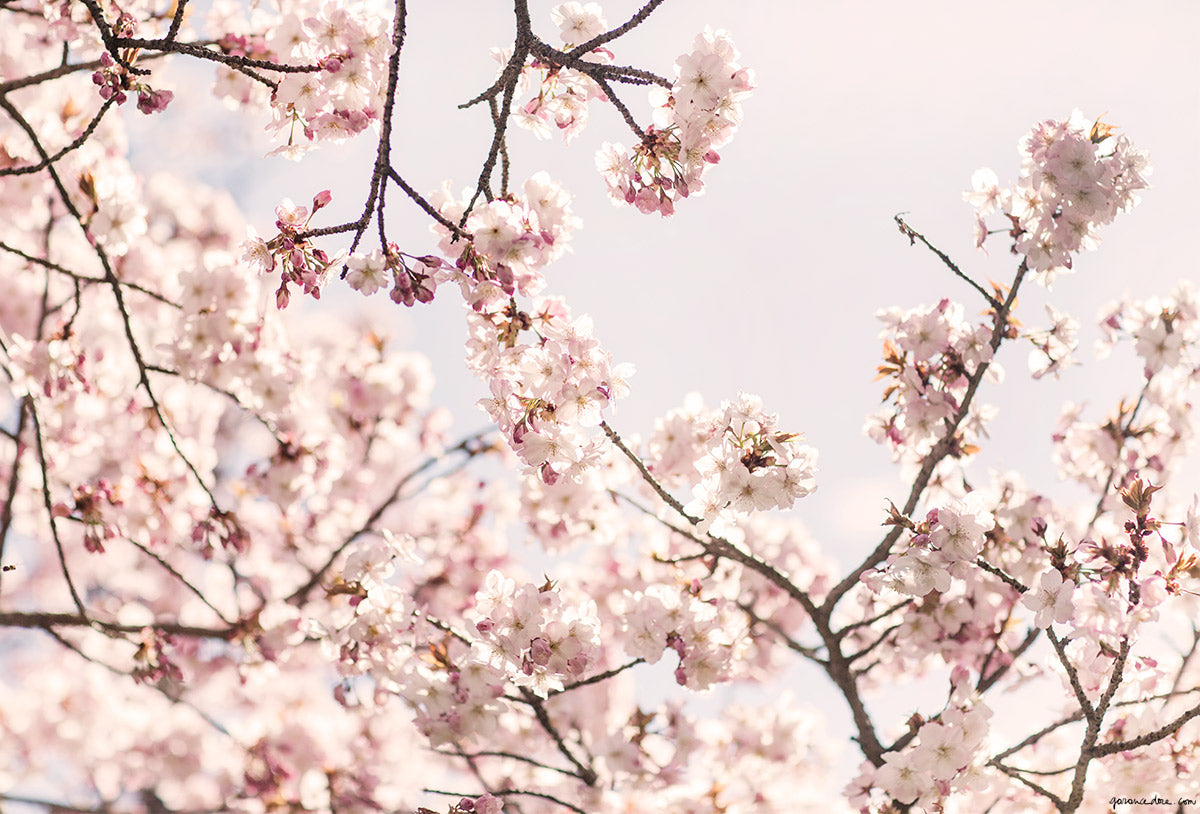 weekend inspiration 232 fleurs flowers cherry blossom garance dore photo